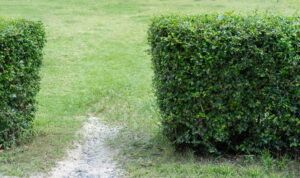 deux haies taillées