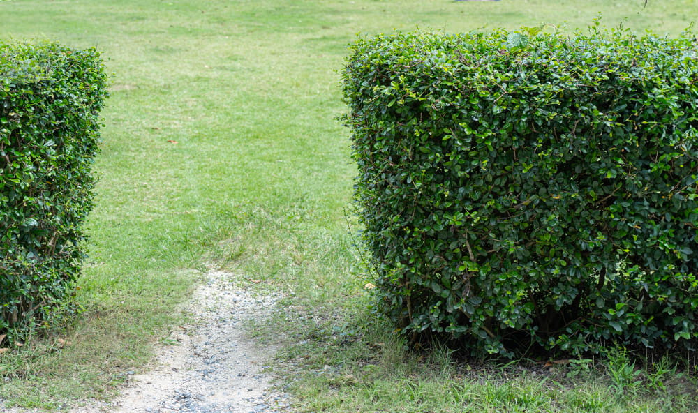 deux haies taillées